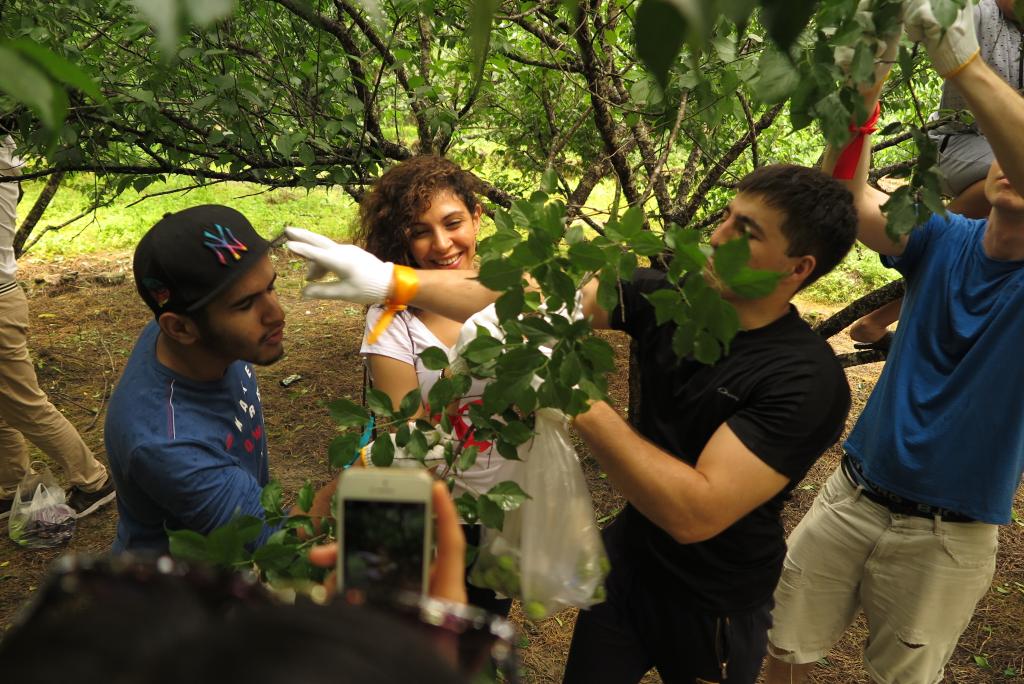 留学生们在采摘青梅